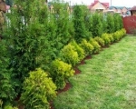 Как защитить свой сад от ветра? Заказать благоустройство территорий на greendeco.ru
